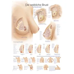 Lehrtafel Die weibliche Brust  50x70cm