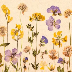 Serviette Pressed Flowers 20tlg. Papier Bunt
