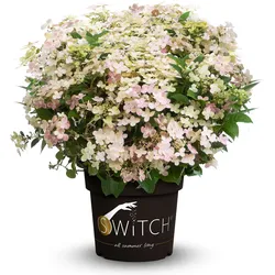 Tchibo - Rispenhortensie »Switch« - creme