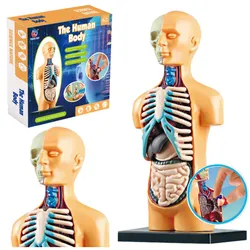 Pädagogische anatomische Modelle menschlicher Körperorgane