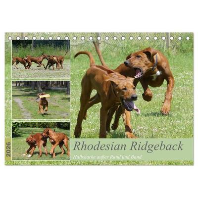 Rhodesian Ridgeback - Halbstarke außer Rand und Band (Tischkalender 2026 DIN A5 quer), CALVENDO Monatskalender