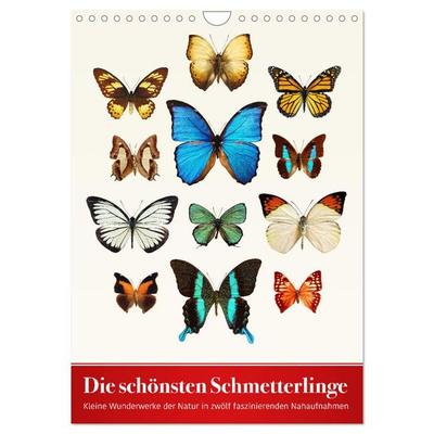 Die schönsten Schmetterlinge (Wandkalender 2026 DIN A4 hoch), CALVENDO Monatskalender