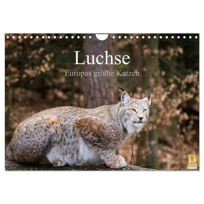 Luchse - Europas größte Katzen (Wandkalender 2026 DIN A4 quer), CALVENDO Monatskalender