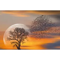 Bild VOGELSCHWARM & MOND (BHT 116x76x2 cm) - bunt - BHT 116x76x2 cm