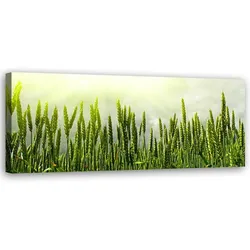 WANDBILD weizenfeld