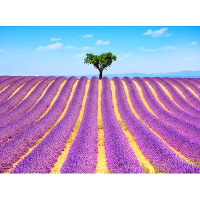 Fototapete PAPERMOON "Lavender in Provence", bunt, B:2,5m L:1,86m, Vlies, Tapeten