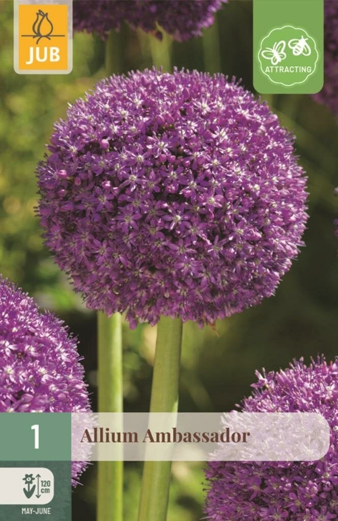 Allium Ambassador 1 bol
