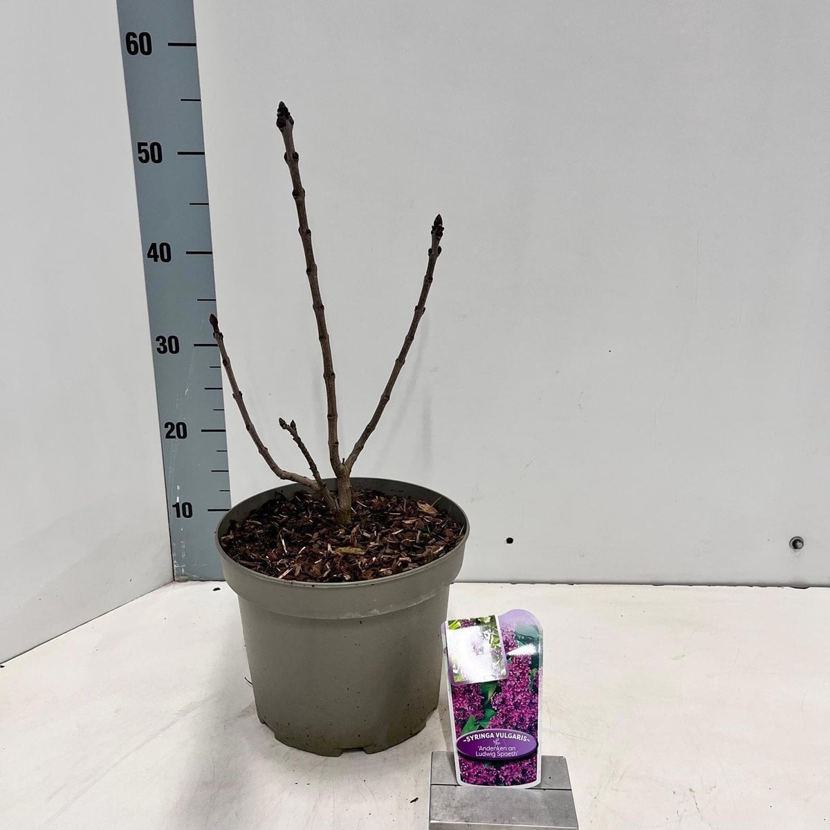 Syringa vulg. 'And. An Ludwig Spath' Gewone Sering in pot, 50-60 cm