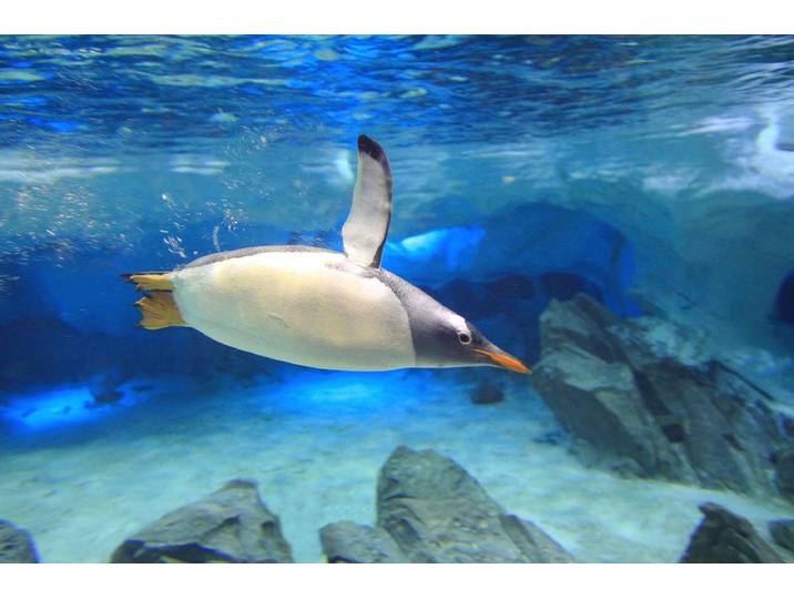 Papermoon Unterwasser-Eselspinguin