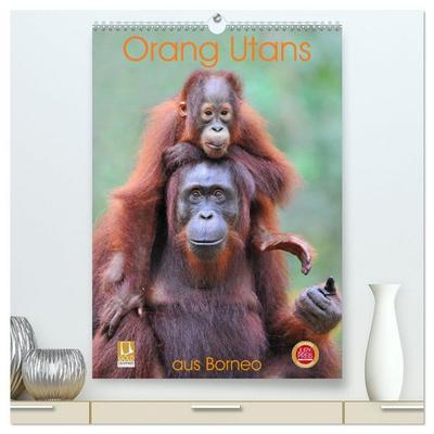 Orang Utans aus Borneo (hochwertiger Premium Wandkalender 2026 DIN A2 hoch), Kunstdruck in Hochglanz
