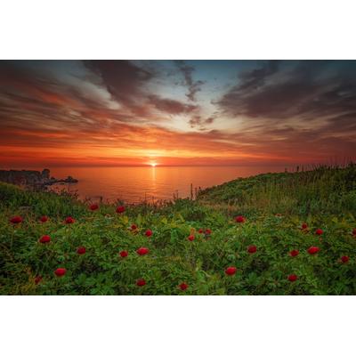 Fototapete PAPERMOON "Blumenwiese am Meer", bunt, B:3m L:2,23m, Vlies, Tapeten