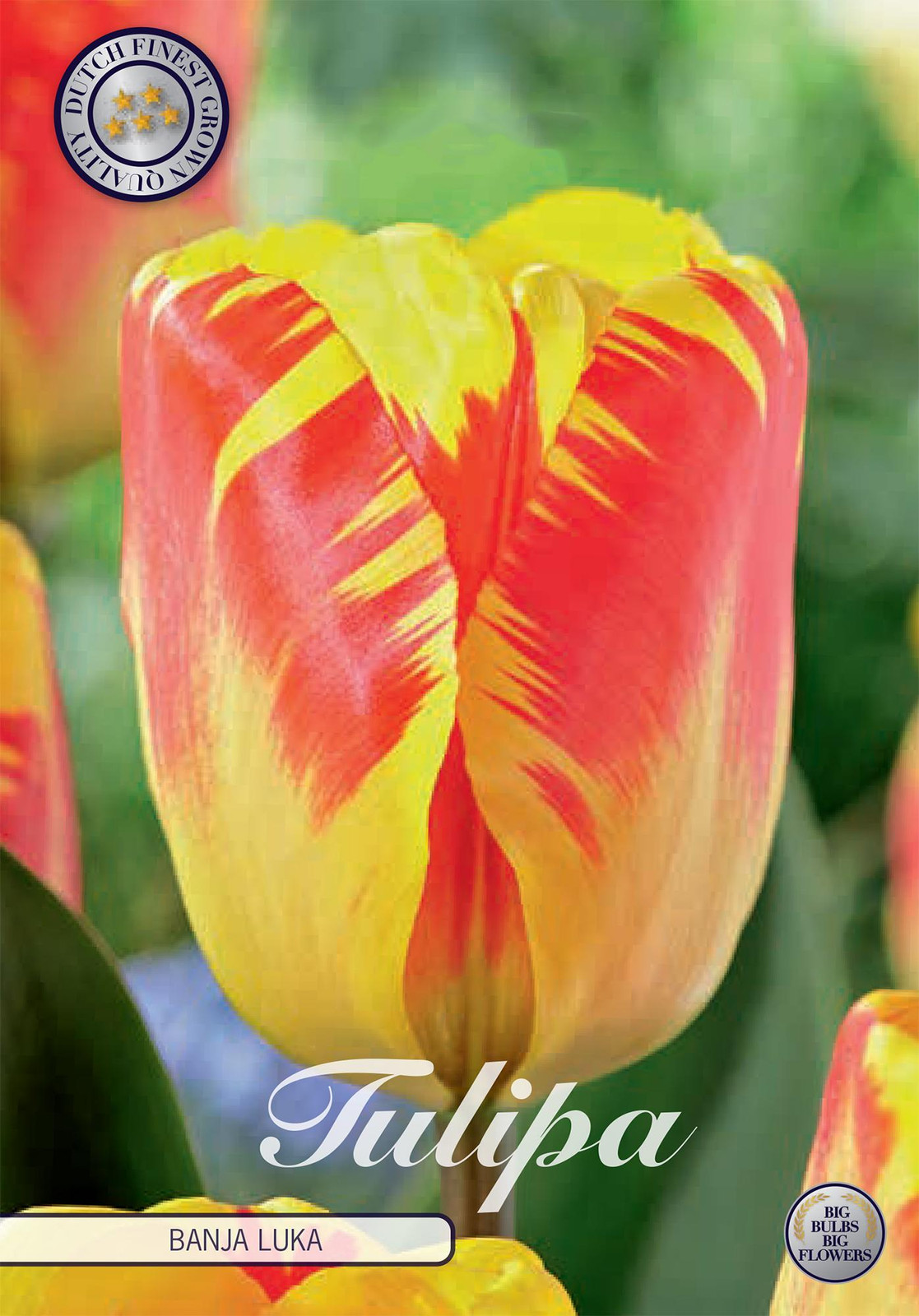 Sam van Schooten Tulpenbollen Banja Luka (10 stuks)