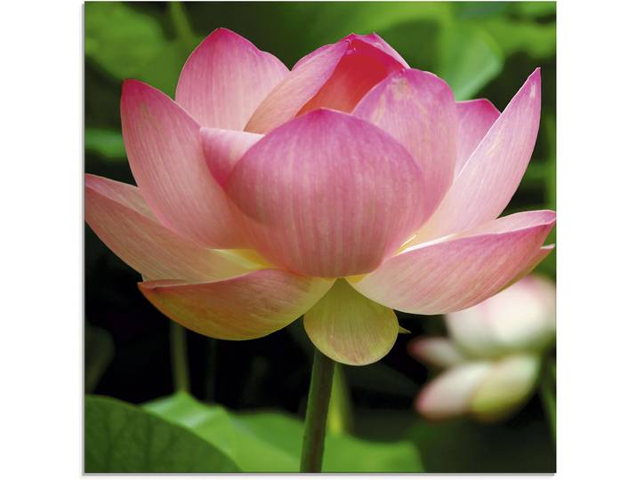 Glasbild ARTLAND Lotus - Seerose , rosa (farbe bild(er): pink), B:30cm H:30cm, Bilder, Glasbild, in verschiedenen Grössen