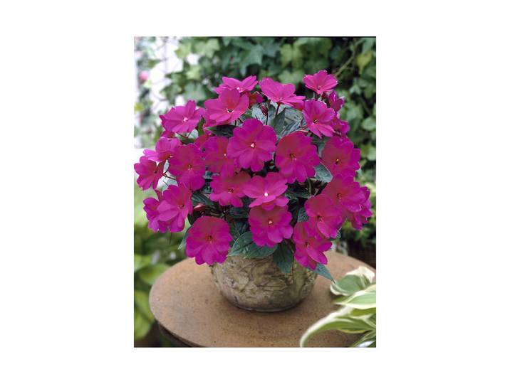 Impatiens Neu Guinea mix Ø12cm