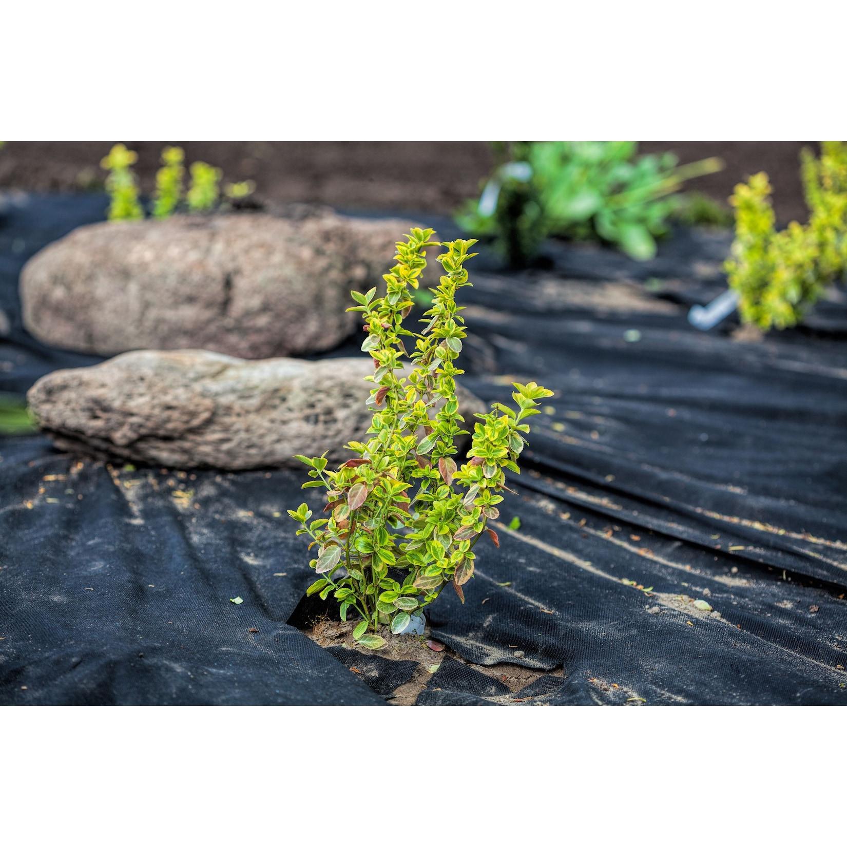 Aquagart 75m x 1m Unkrautvlies UV-Stabil mit 2 Oberflächen Gartenvlies Mulchvlies PES/PP