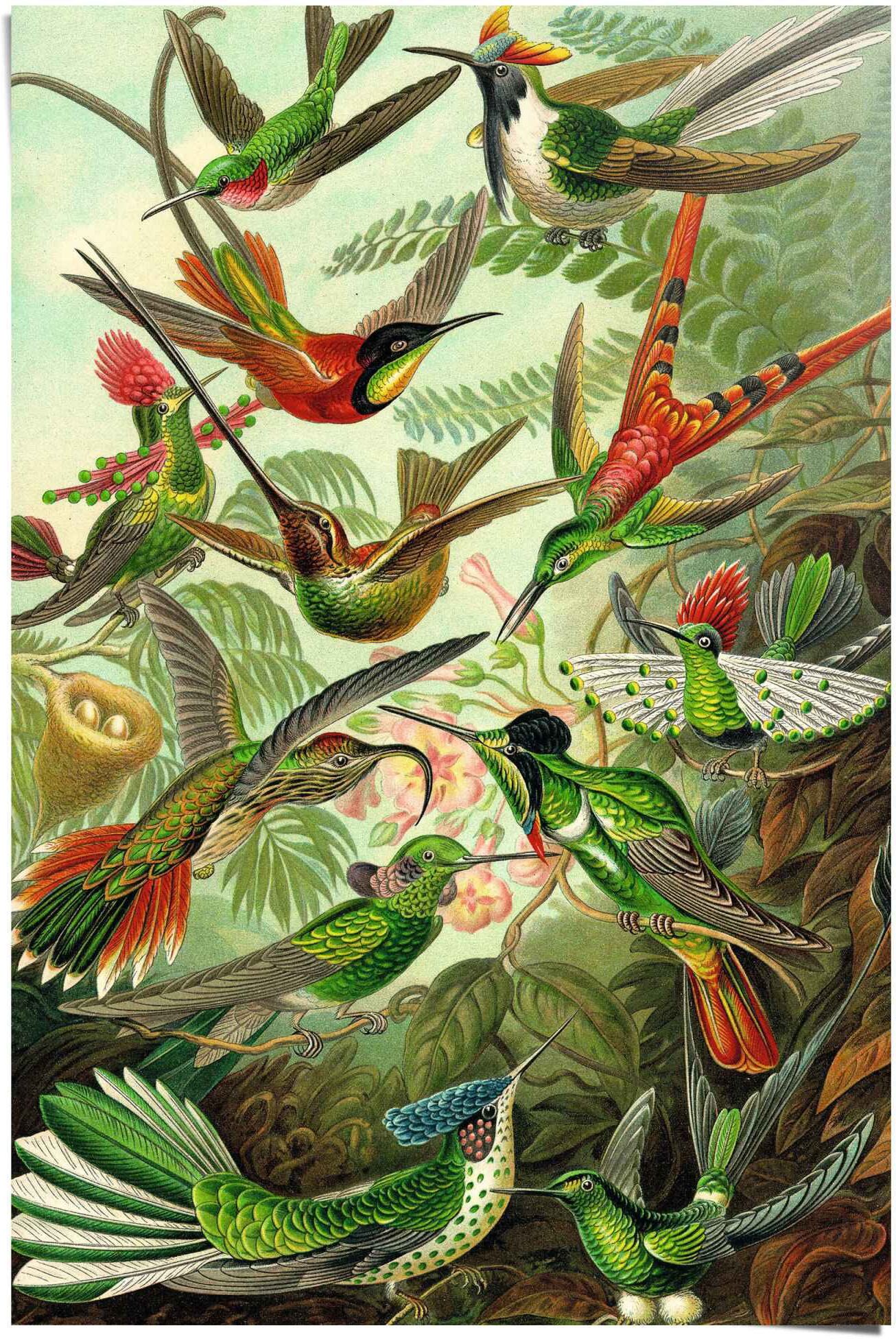 Reinders! Poster REINDERS "Hummingbirds Vogel - Tiermotiv - Natur - Botanisch - Ernst Haeckel", grün (farbe bild(er): grün), B:61cm H:91,5cm, Papier, Bilder, Poster