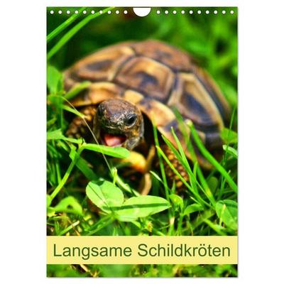 Langsame Schildkröten (Wandkalender 2026 DIN A4 hoch), CALVENDO Monatskalender
