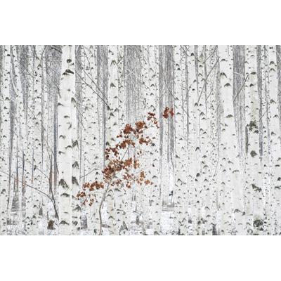 Fototapete PAPERMOON "Photo-Art HAN DONG HEE, AUS WEIß", bunt, B:4,5m L:2,8m, Vlies, Tapeten