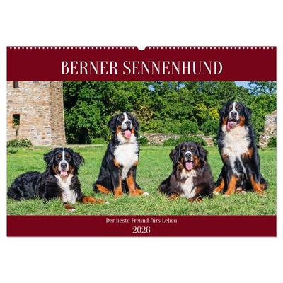 Berner Sennenhund - Der beste Freund fürs Leben (Wandkalender 2026 DIN A2 quer), CALVENDO Monatskalender