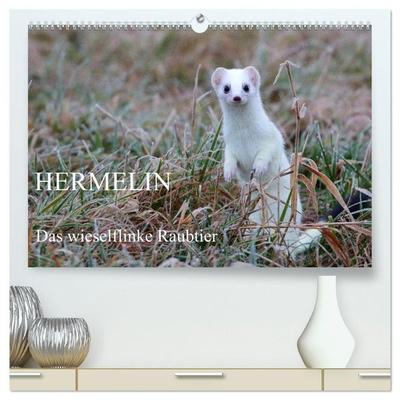 Hermelin - das wieselflinke Raubtier (hochwertiger Premium Wandkalender 2027 DIN A2 quer), Kunstdruck in Hochglanz
