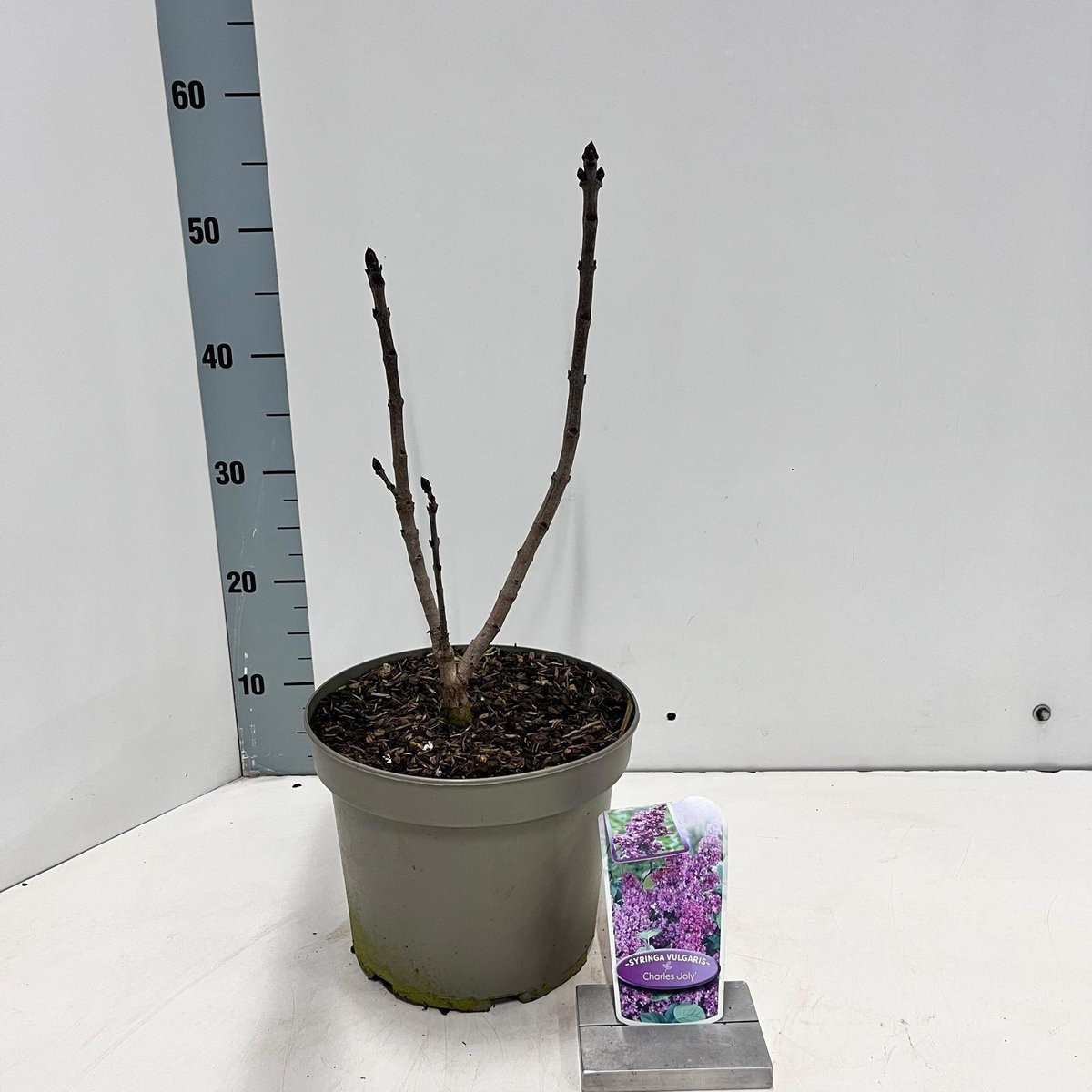 Syringa vulg. 'Charles Joly' - Gewone Sering in pot, 40-50 cm