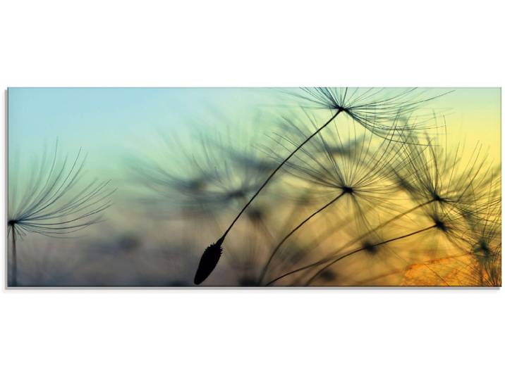 Glasbild ARTLAND Goldener Sonnenuntergang und Pusteblumen , gelb (farbe bild(er): gelb), B:125cm H:50cm, Bilder, Glasbild, in verschiedenen Grössen