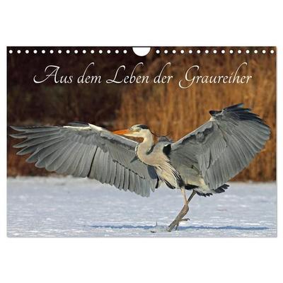 Aus dem Leben der Graureiher (Wandkalender 2027 DIN A4 quer), CALVENDO Monatskalender