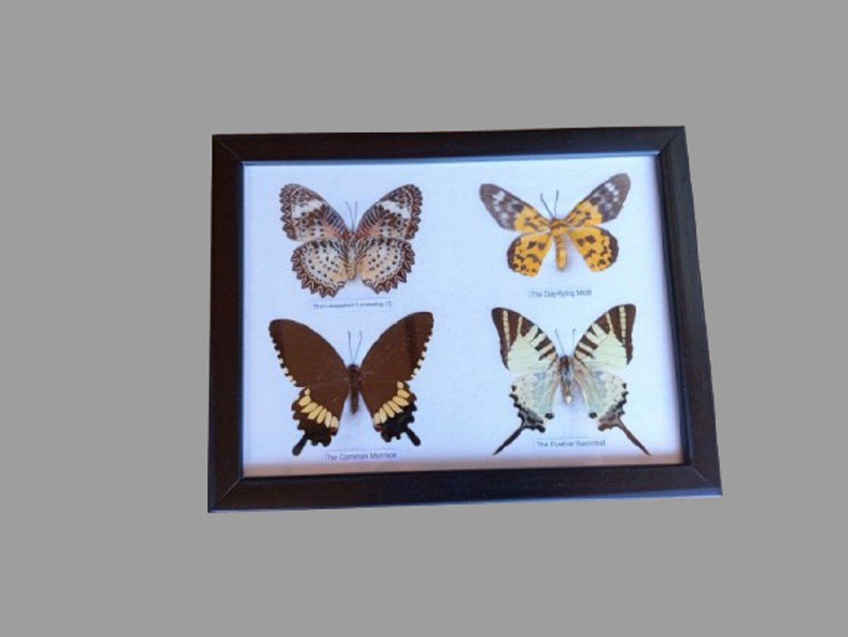 Decoratieve fotolijst met echte vlinder voor insectenliefhebbers