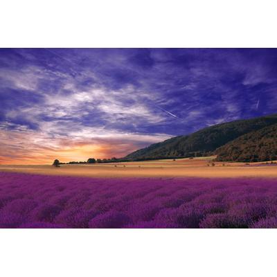 Fototapete PAPERMOON "PANORAMA-LANDSCHAFT VIOLETT GEBIRGE WIESE FELD LAVENDEL", bunt, B:4m L:2,6m, Vlies, Tapeten