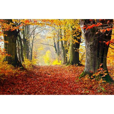 Papermoon "Mystischer Herbstpfad"