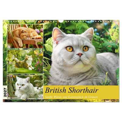 British Shorthair. Sanfte Würde und Katzenglück im Grünen (Wandkalender 2027 DIN A3 quer), CALVENDO Monatskalender