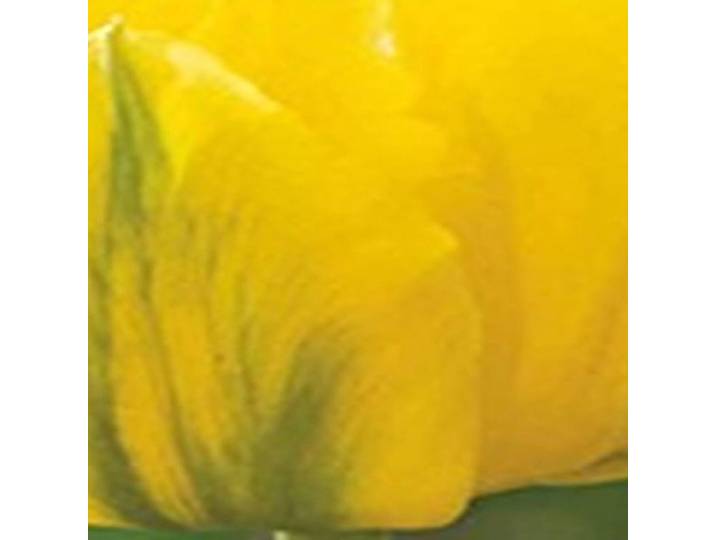 JUB - Tulipa Marie Jo