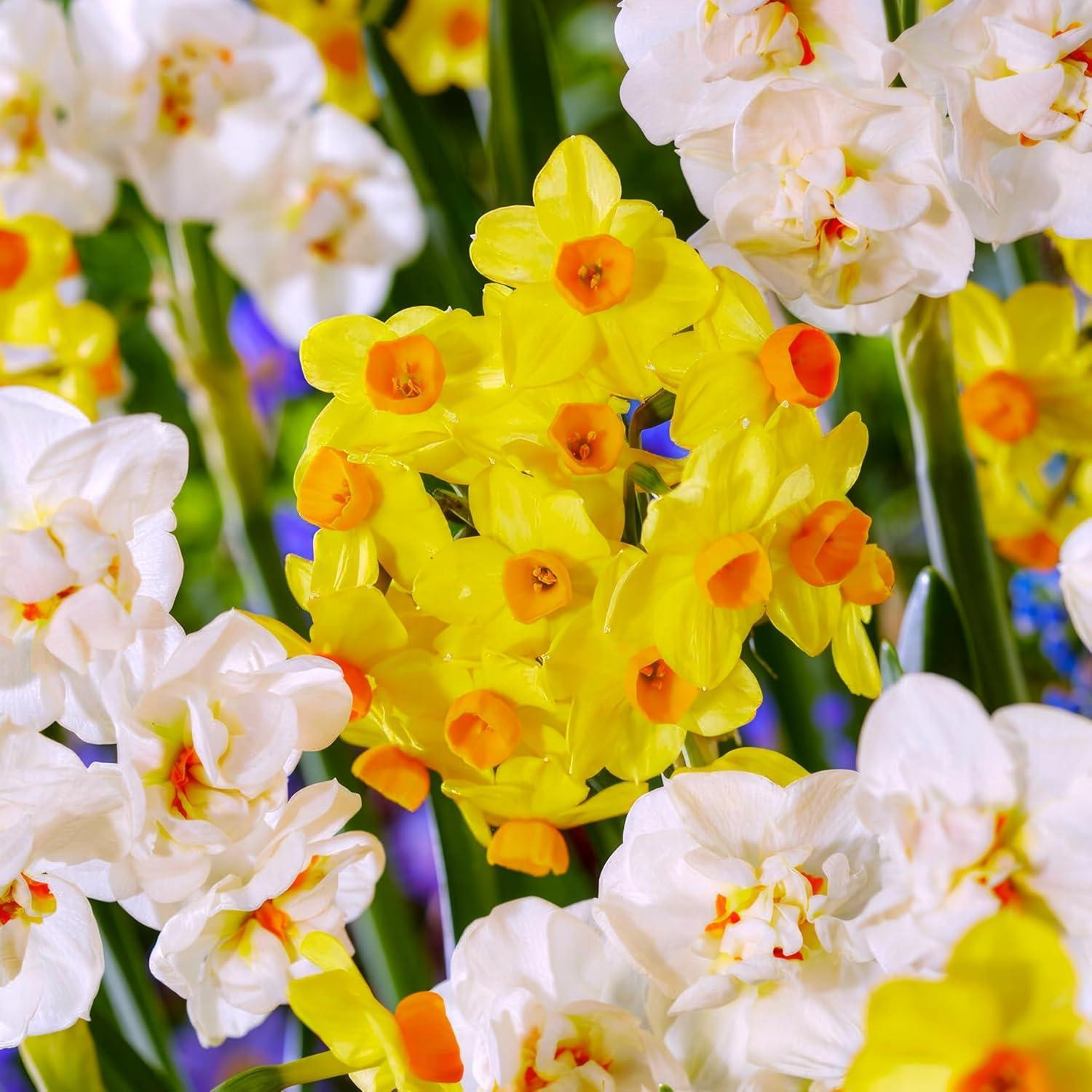Dutch Bulbs Exclusive Osterglocken Tazetta winterharde meerjarige narcisbollen - 25 stuks