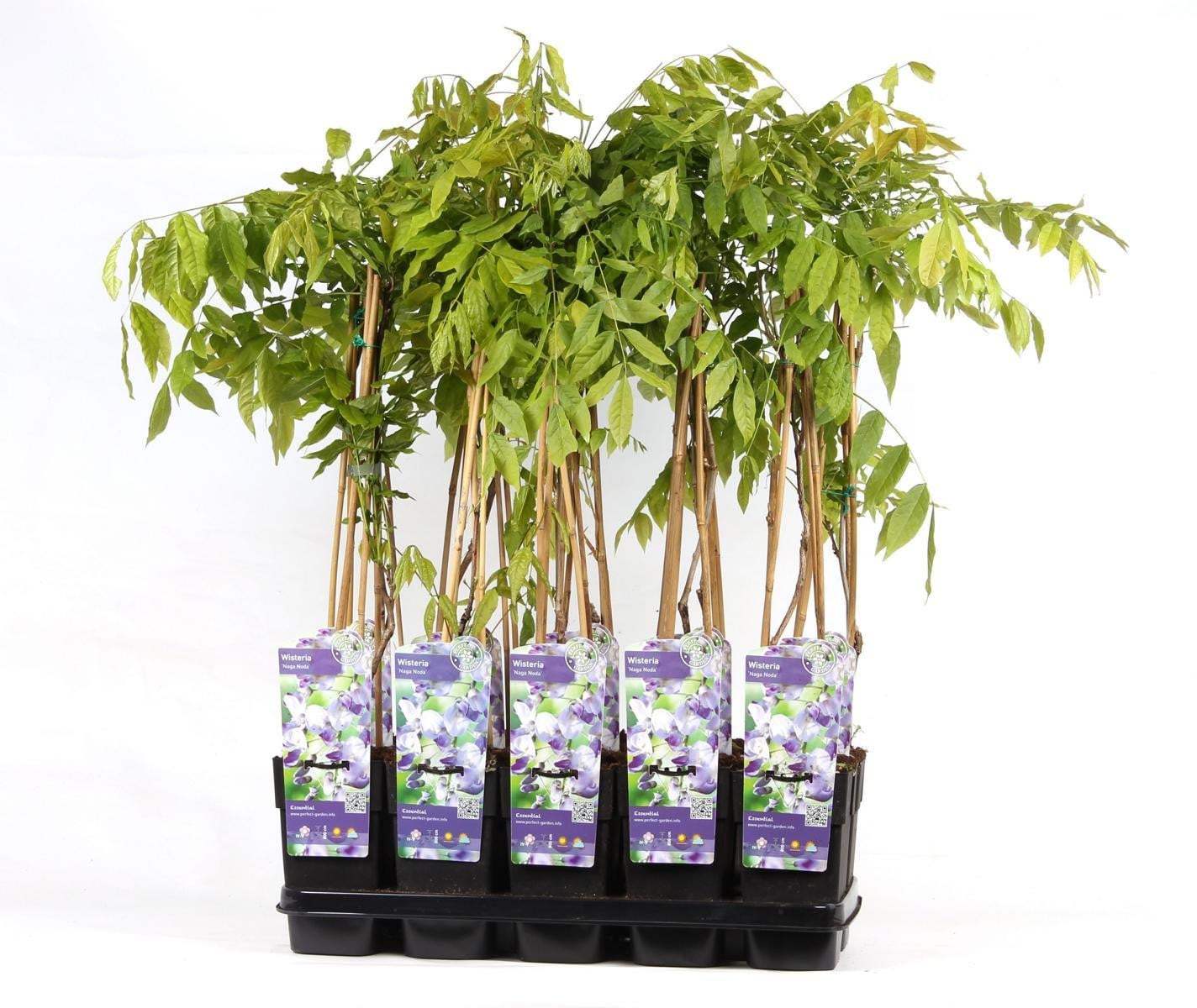 Wisteria floribunda Naga Noda, 70-80 cm - Japanse blauwe regen