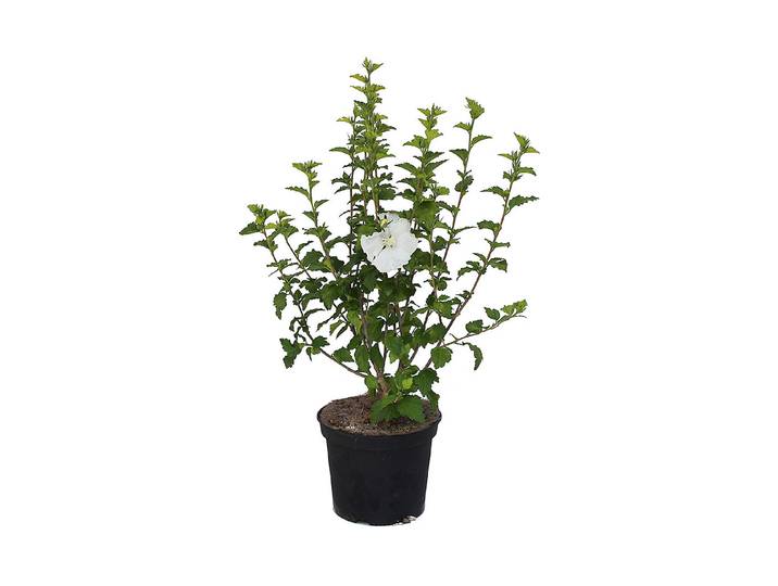 Eibisch - Hibiscus syriacus weiss 60-80cm inklusive Topf