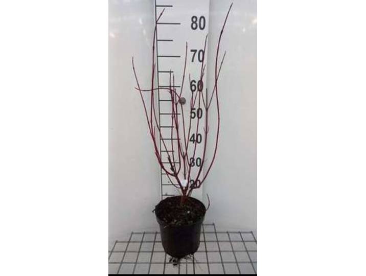 Cornus alba 'Miracle'® - Kornoelje 40- 60 cm in pot