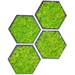 Moosbilder Hexagon - Groß (50 cm) / 4er-Set