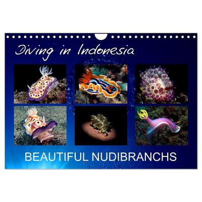 Diving in Indonesia - BEAUTIFUL NUDIBRANCHS (Wall Calendar 2027 DIN A4 landscape), CALVENDO 12 Month Wall Calendar
