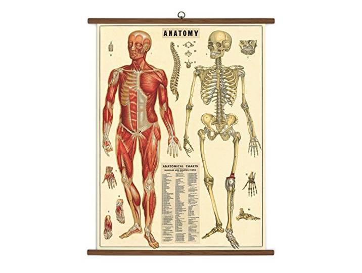 CAVANILLI & CO. Cavallini Papers Anatomie Vintage Schultafel