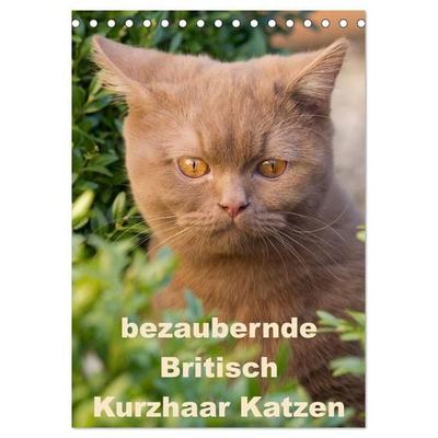 bezaubernde Britisch Kurzhaar Katzen (Tischkalender 2027 DIN A5 hoch), CALVENDO Monatskalender