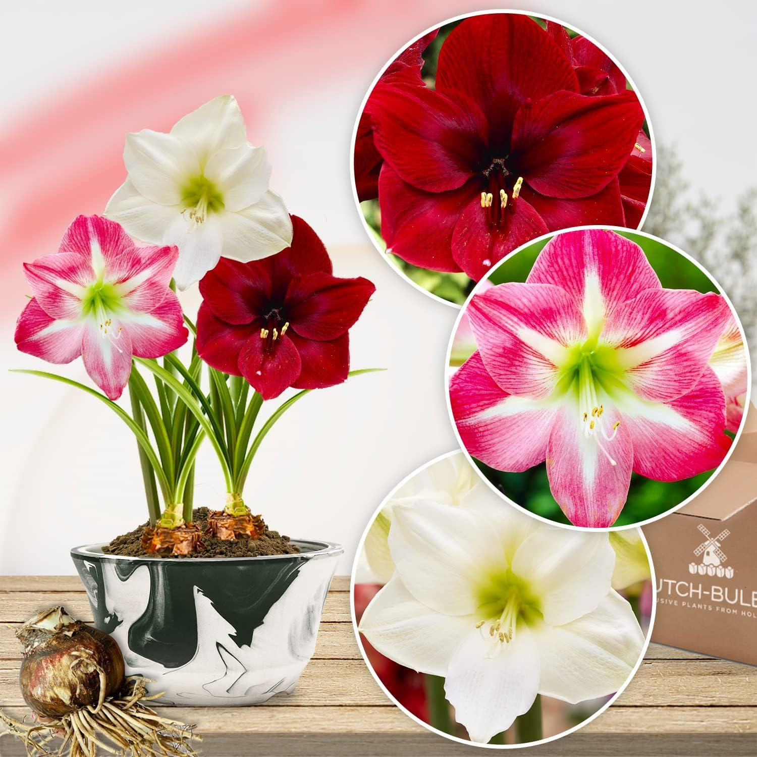 Amaryllis-uien Budgetcollectie - 3 grote bloembollen (26/28) - Dutch Bulbs