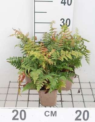 6 x Polystichum braunii Brauns schildvaren pot 9 x 9 cm van GRDplanten