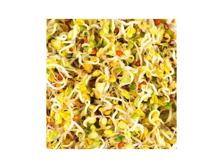 Gusta 600B03 Samen Microgreens Brokkoli