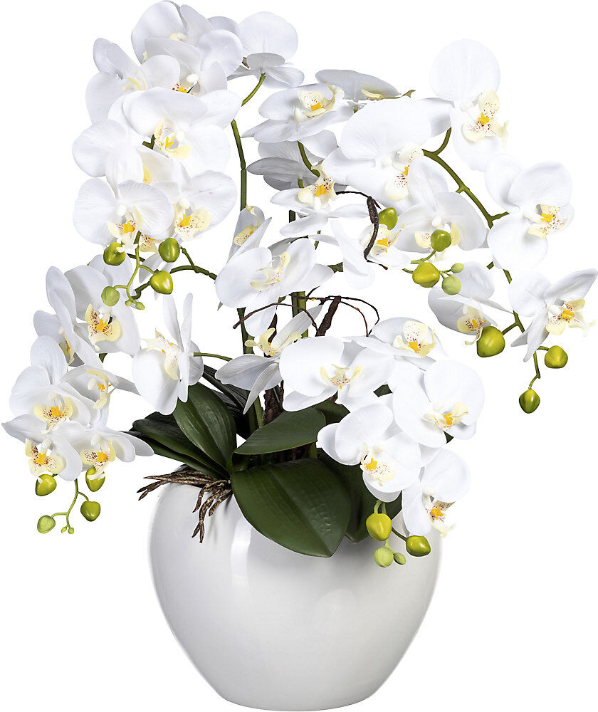 kaiserkraft Phalaenopsis im Keramiktopf, Höhe 560 mm, weiß