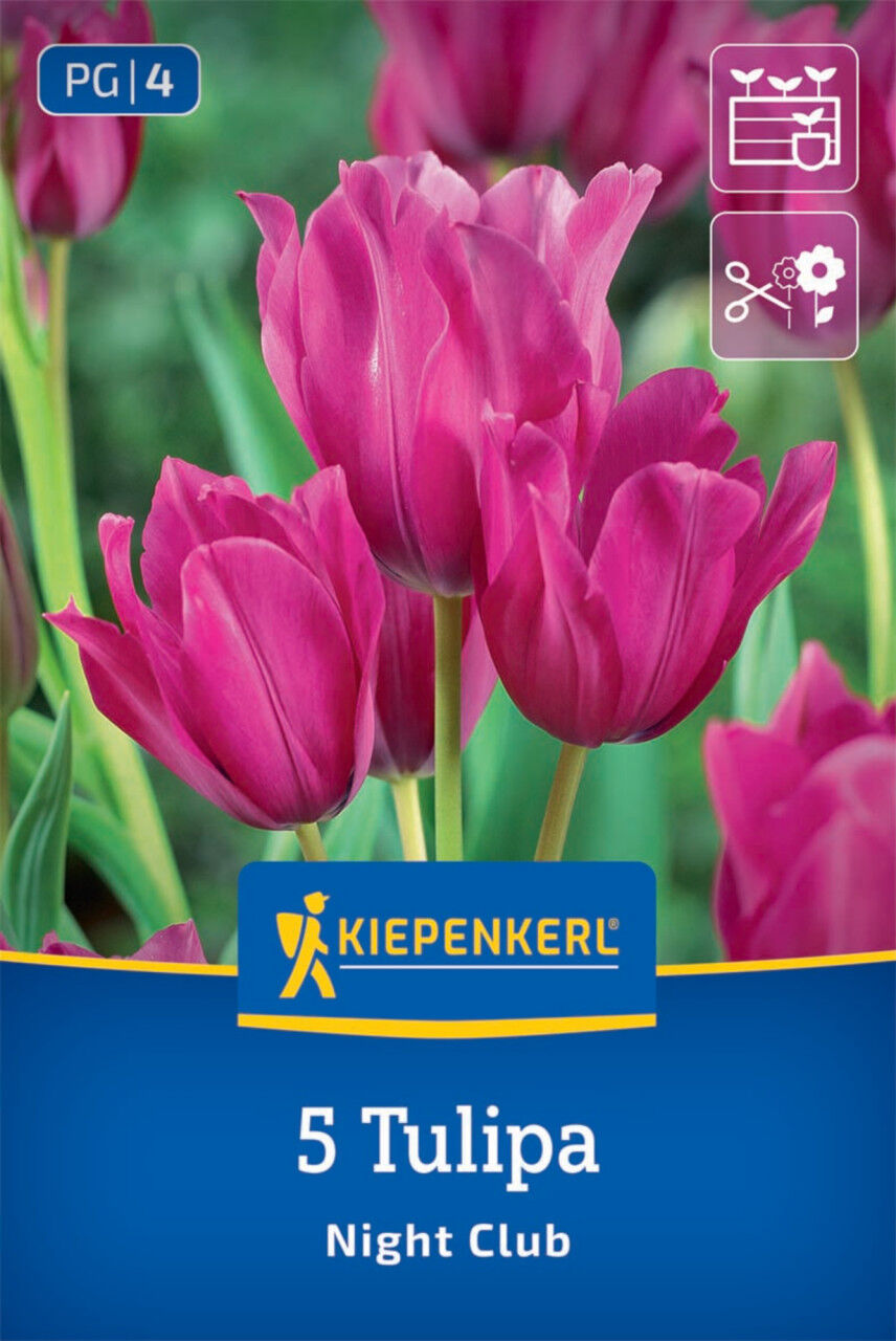 Kiepenkerl Herbstblumenzwiebel Tulpen Night Club 5 Stück