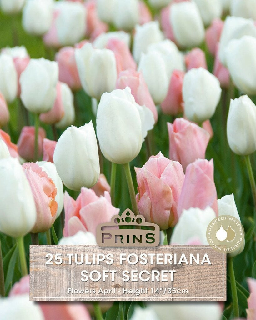 Prins tulpen Soft Secret bloembollen - 25 stuks - Roze, wit en meerkleurig