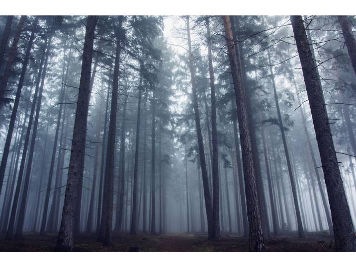 Fototapete PAPERMOON Photo-Art DAVID CHAROUZ, GEHEIMNISVOLLER NEBLIGER WALD , bunt, B:4,5m L:2,8m, Vlies, Tapeten, Fototapete
