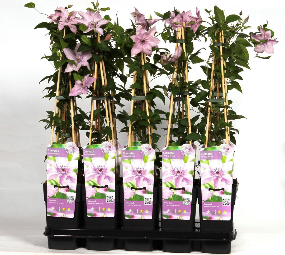 Blumen-Senf