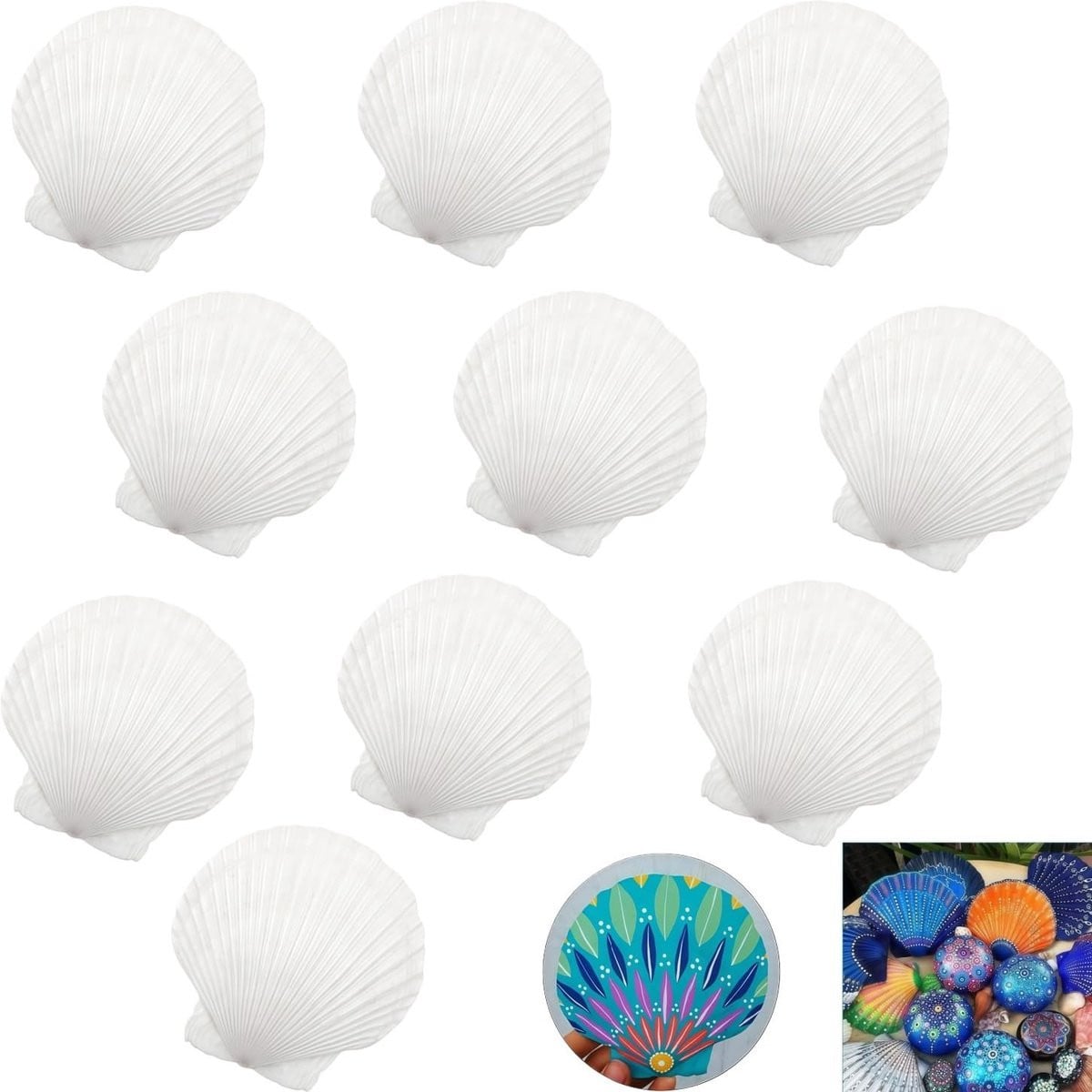 Dailygoods Set van 10 Natuurlijke Schelpen voor Decoratie en Handwerk, 7-8 cm