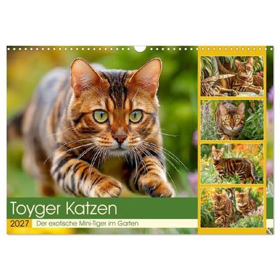 Toyger Katzen. Der exotische Mini-Tiger im Garten (Wandkalender 2027 DIN A3 quer), CALVENDO Monatskalender